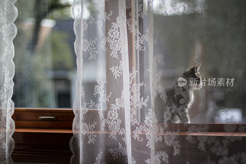 小猫在窗台上