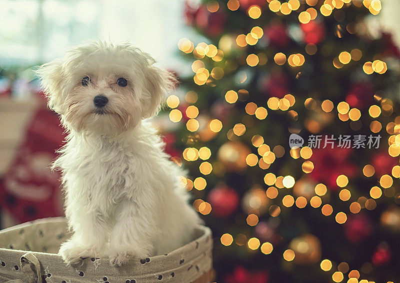 可爱的马耳他小狗在圣诞树前