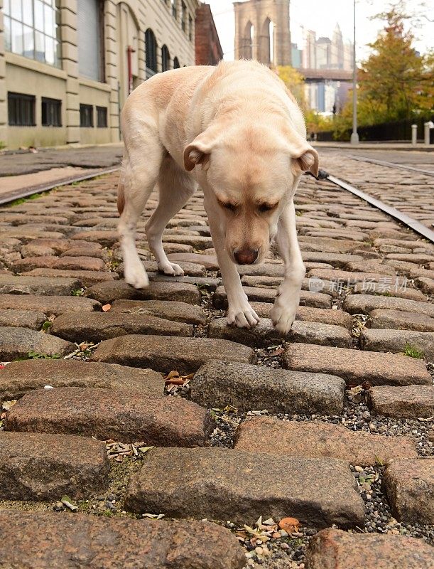 布鲁克林的拉布拉多寻回犬