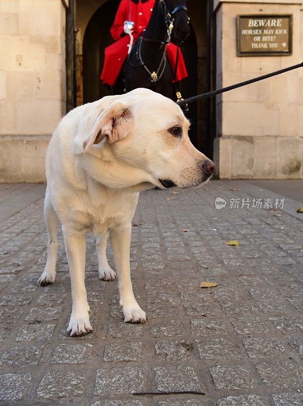 拉布拉多猎犬和骑兵卫队