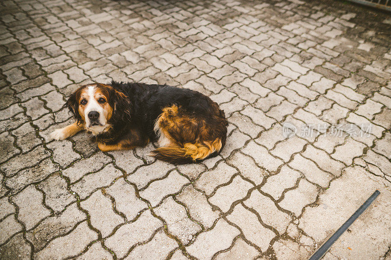 伯尔尼兹山犬