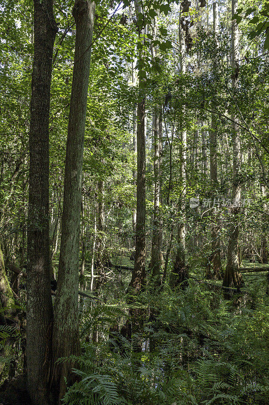 柏树森林和沼泽沿着瓦溪基西米，佛罗里达州