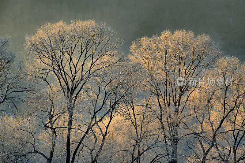 霜冻覆盖树木VD702