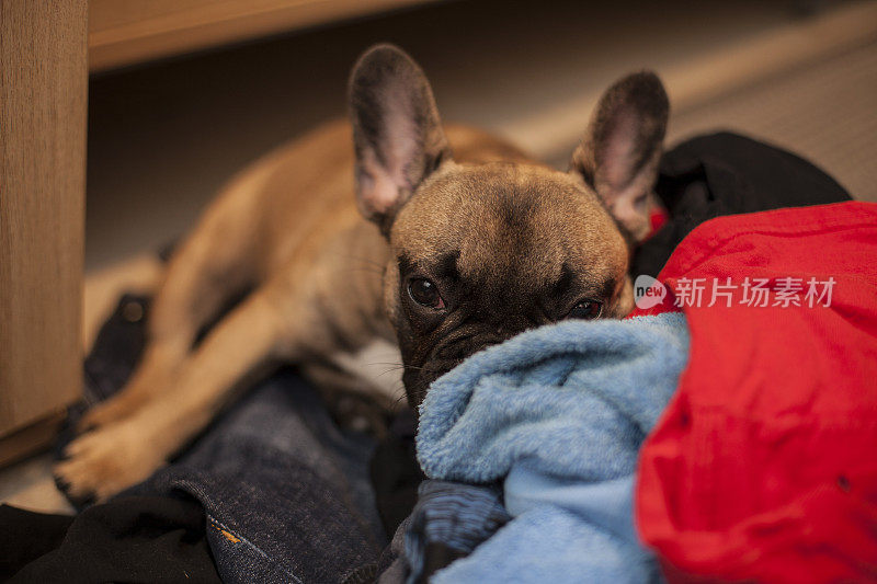 淘气的法国斗牛犬小狗躺在洗衣堆上