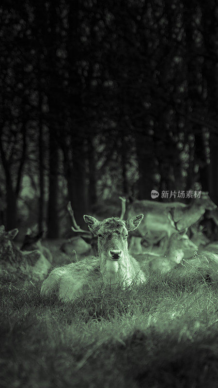 一群休閒的鹿在树林旁的草地上吃草