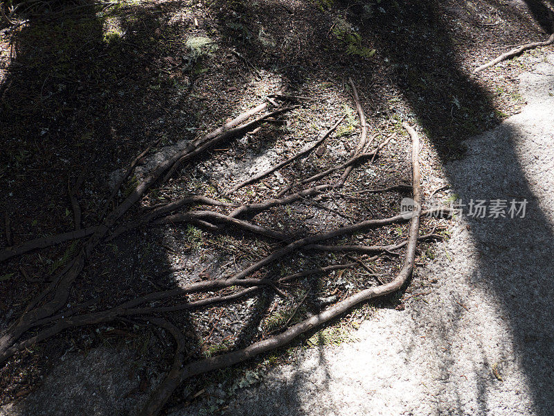 树根穿过裸露的岩石表面到达新鲜的土壤