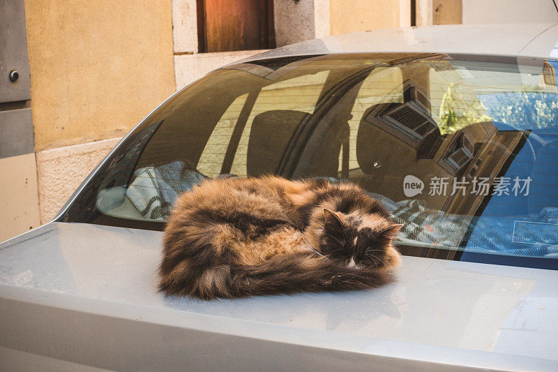 无家可归的猫睡在车上