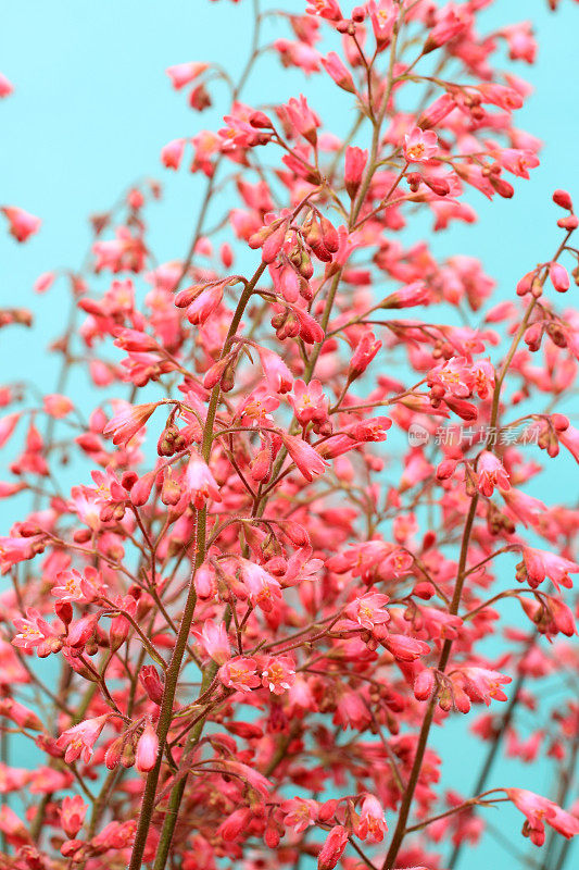 一束榛花