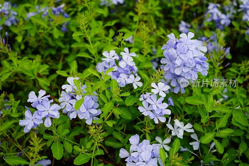 亚洲花园中的木耳花