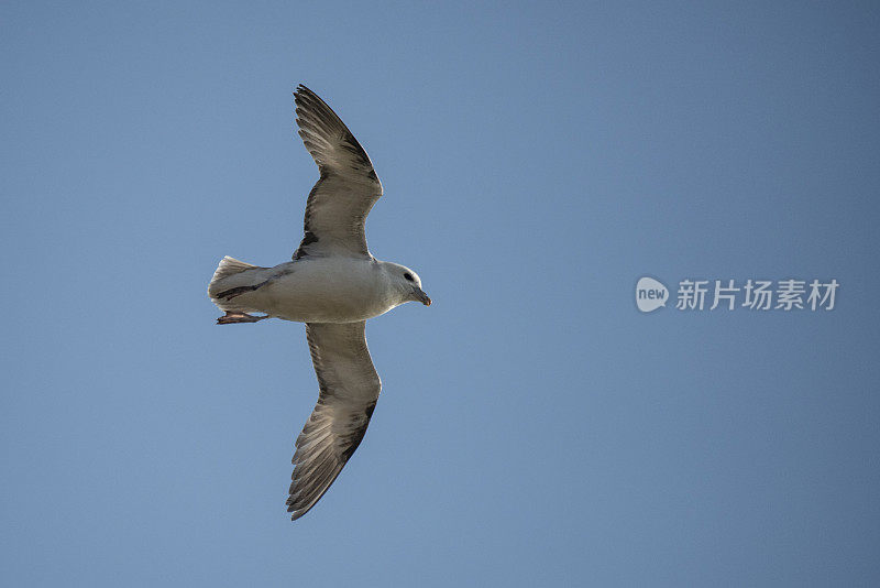 管鼻藿北部