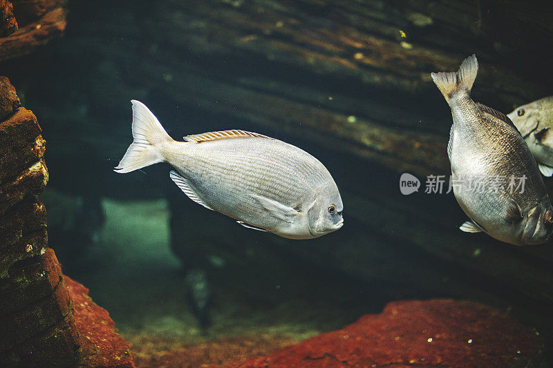 里斯本水族馆里的鱼