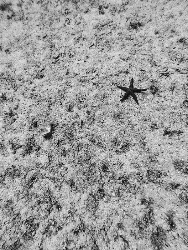 红海星或地中海红海星