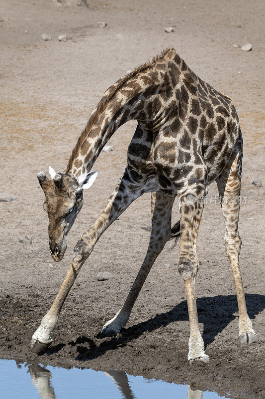年长的雄性长颈鹿弯腰喝水，Etosha国家公园，纳米比亚