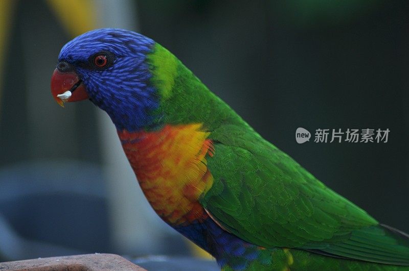 澳大利亚彩虹鹦鹉鸟