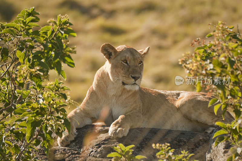 肯尼亚马赛马拉国家公园清晨的狮子