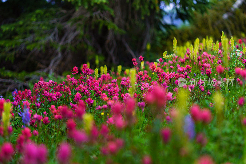 夏日野花遍地的山野草地