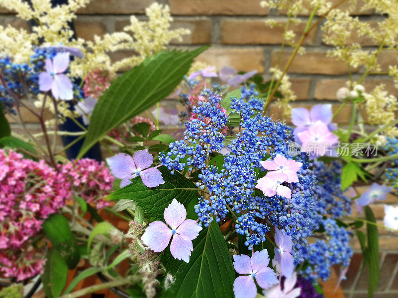 五彩缤纷的夏日花朵特写