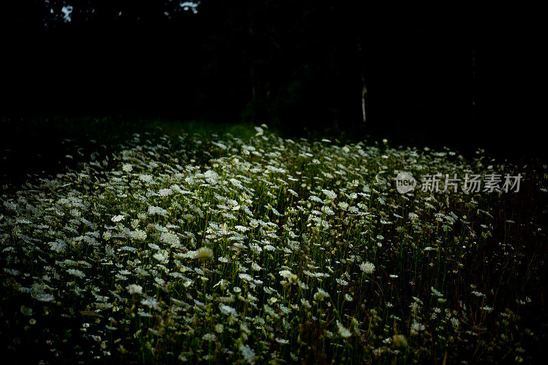 白色的野花领域