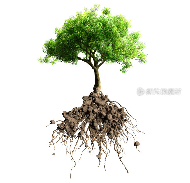 树的根