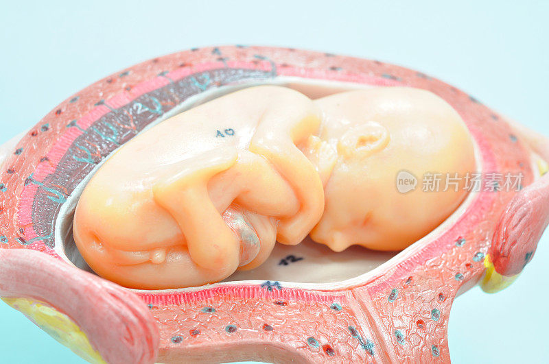 胎儿4至5个月俯卧位