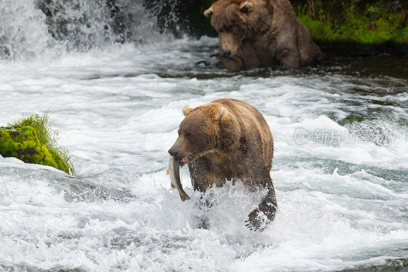 布鲁克斯瀑布的阿拉斯加棕熊