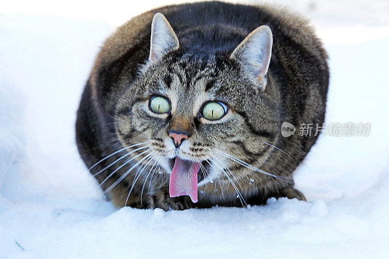 有趣的猫照片-一只猫伸出舌头