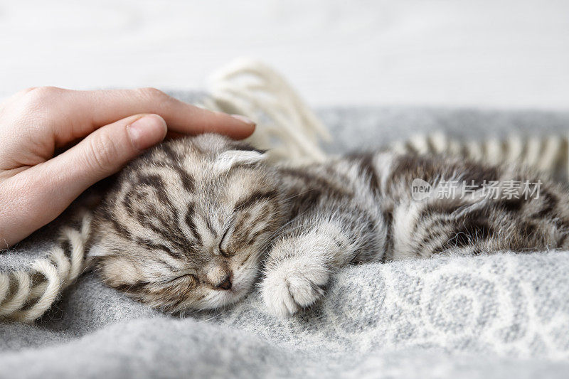 抚摸着熟睡的苏格兰折叠猫