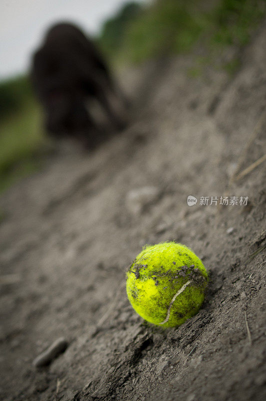 网球用作狗玩具的网球