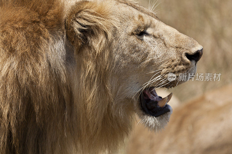 靠近雄狮咆哮肯尼亚马赛马拉