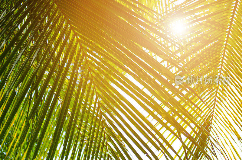 阳光下的绿色椰子树