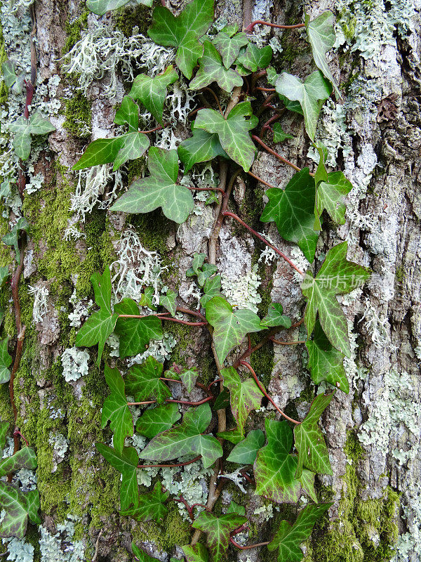 橡树树皮与常青藤叶子，地衣，苔藓的图像