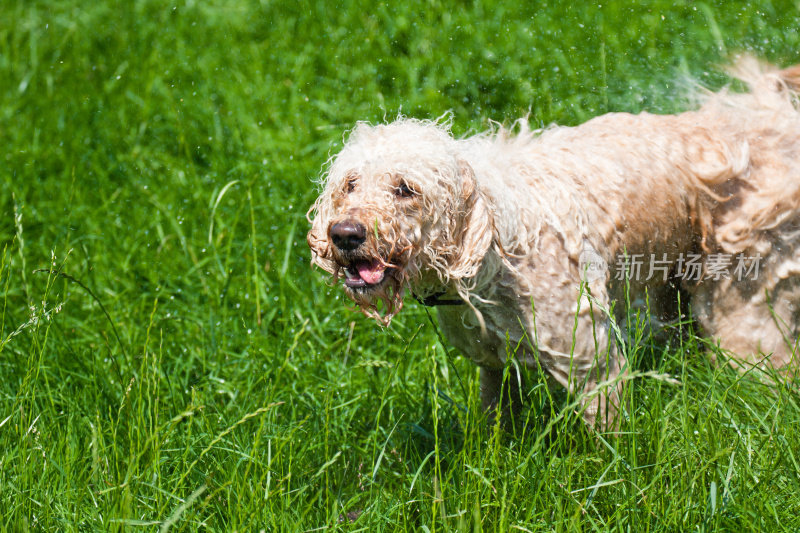 Labradoodle抖干