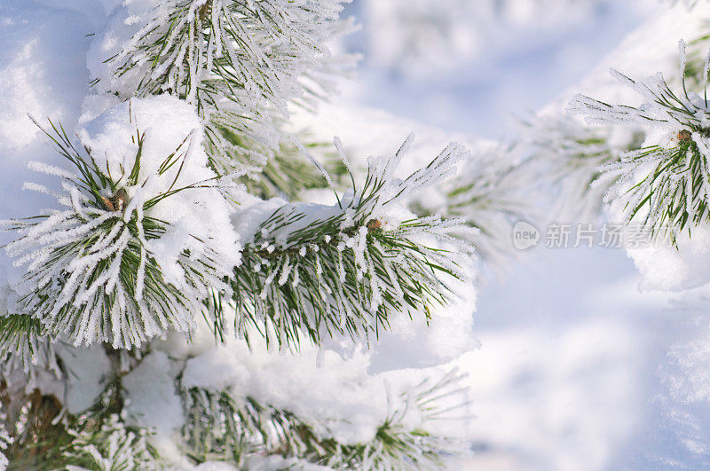 冬季森林。白雪覆盖的松树枝上。