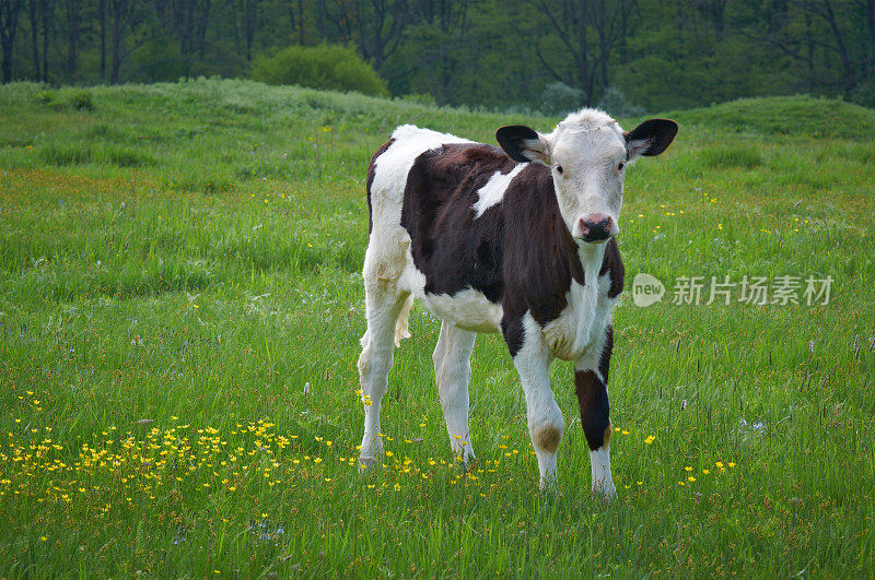 阿尔夫在球场上