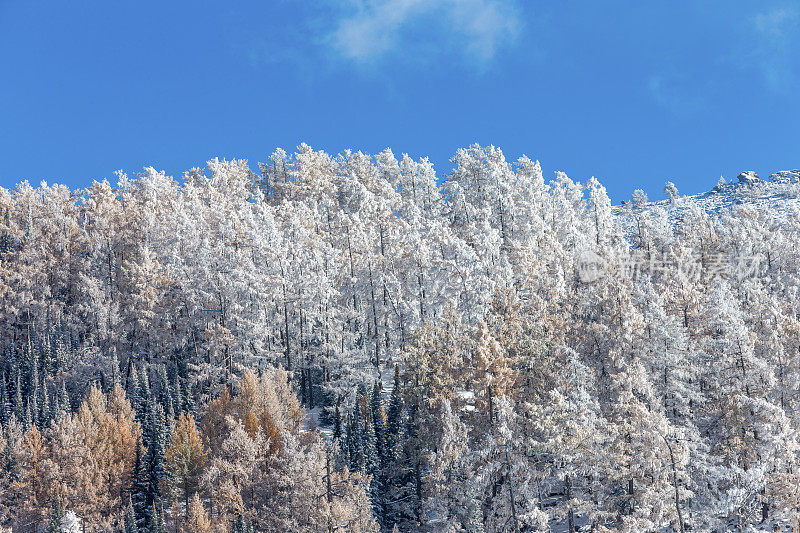 白雪覆盖了中国新疆喀纳斯湖附近的树木