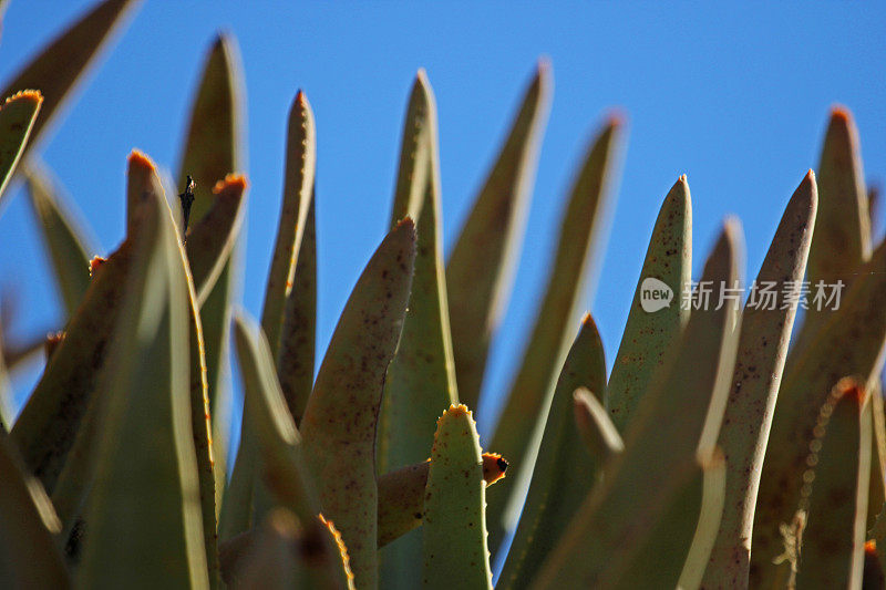 纳米比亚:纳米布沙漠中的箭袋树-叶子