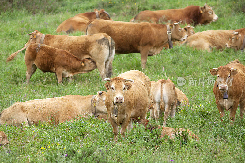 葡萄牙田野里的一群牛
