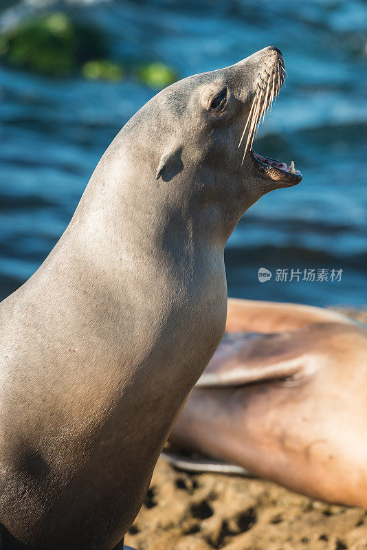 圣地亚哥海狮