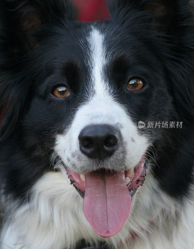 很高兴Bordercollie