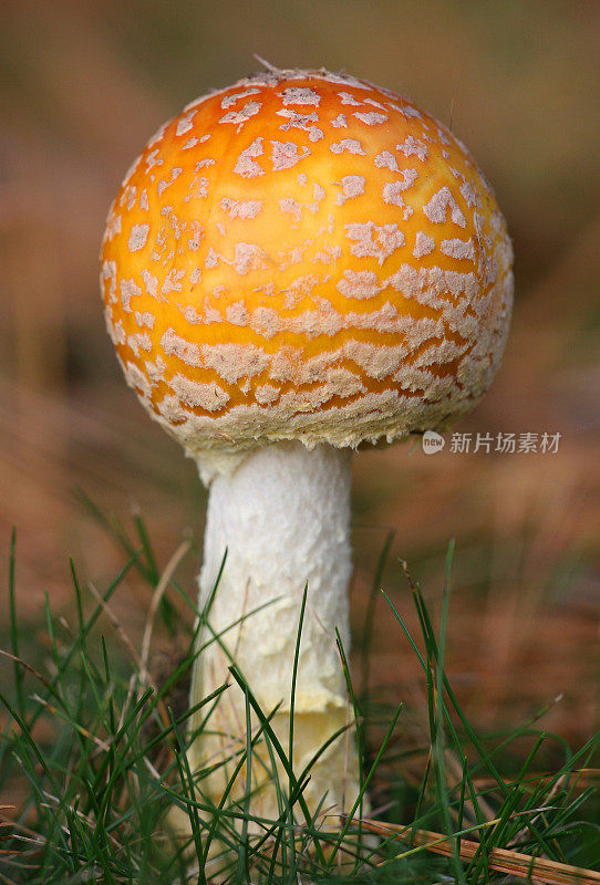 明亮的多色白毒伞蘑菇