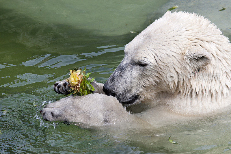 北极熊在吃水果