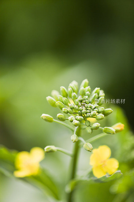 婴儿油菜籽花