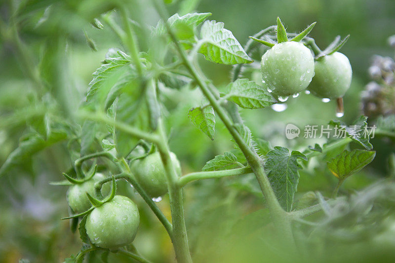 新鲜的绿色有机西红柿，自家种植