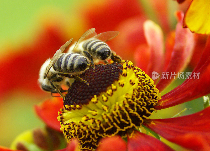 太阳新娘上的两只蜜蜂