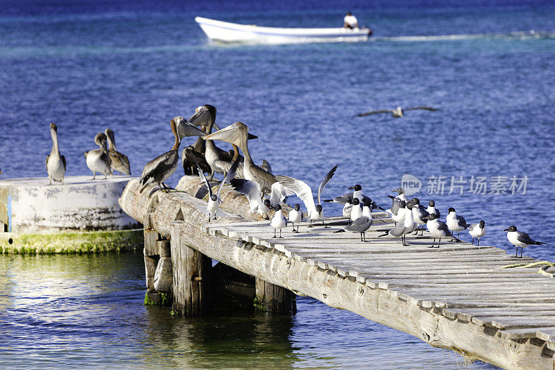 码头上有一群鹈鹕和海鸥