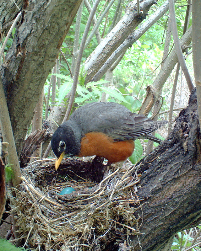 美洲知更鸟的巢里有四个蛋