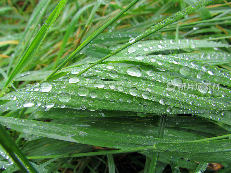 雨滴落在草叶上