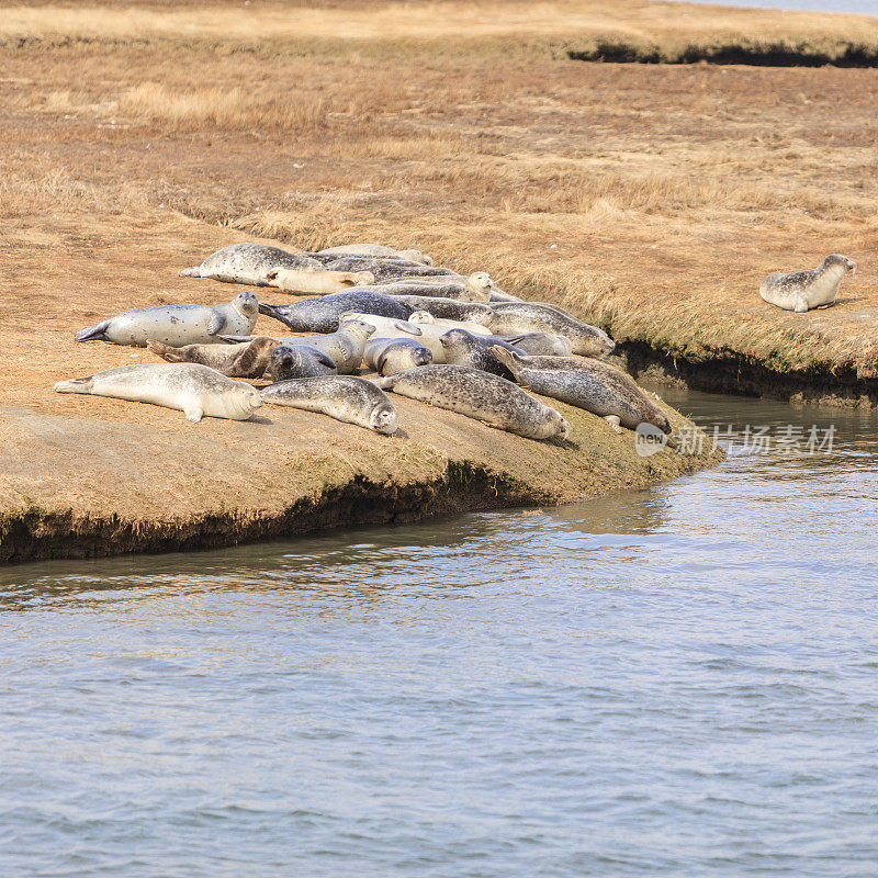 美国纽约长岛海岸上的海豹