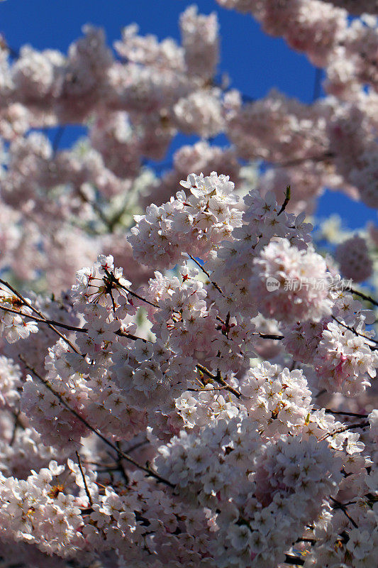 春天开花