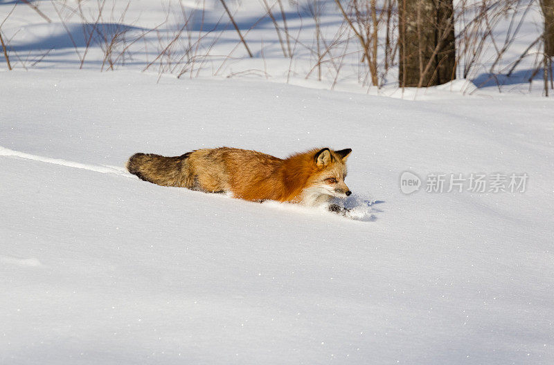 冬天的红狐